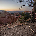 Roots on the Rim 1
